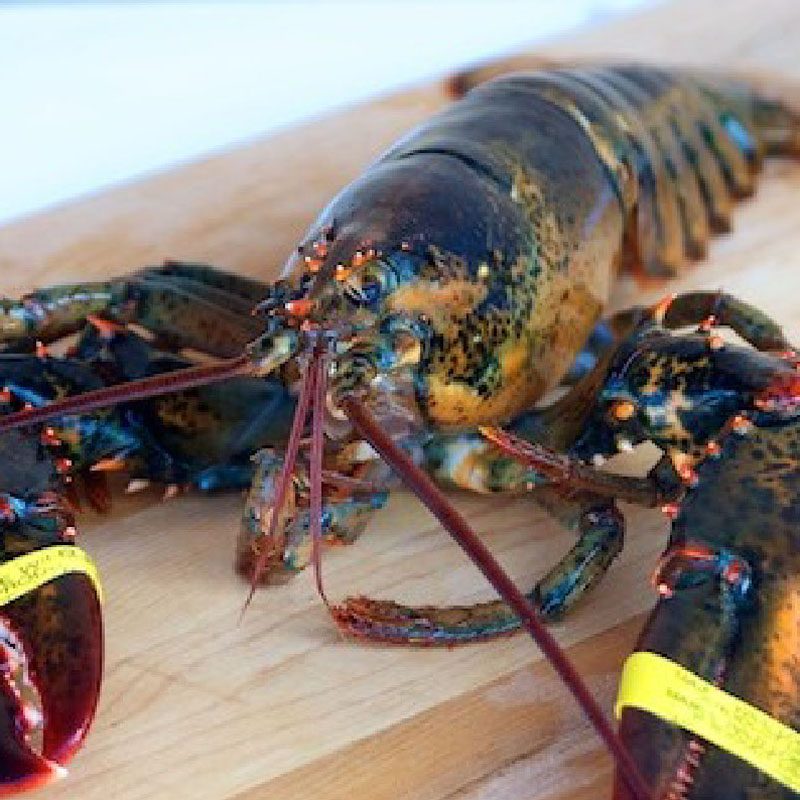 Live Maine Lobster Dixon Fisheries